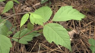 Jewelweed Grows Next to Poison ivy [upl. by Annua]