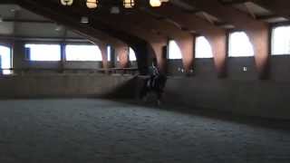 Connaisseur under saddle Con Amore X Donnerhall [upl. by Roye]