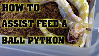 Assist Feeding ball python how to save a babies life [upl. by Crin447]