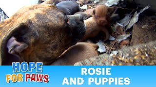 Rescuing a family of dogs with help from iPhone and You Tube Please share dog [upl. by Ardnuassak627]