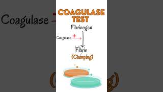 Coagulase Test for Staphylococcus aureus staphylococcus bacteriology [upl. by Cornelie]