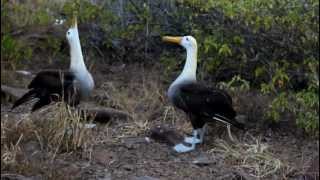 Galapagos Albatross Mating Dance [upl. by Attenaej332]