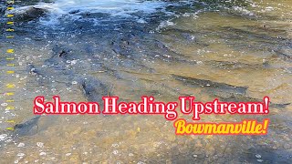 Salmon Heading Upstream nature salmonrun fishing live asmar [upl. by Alrich]