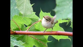 297 Budníček zelený Phylloscopus trochiloides Greenish Warbler Grünlaubsänger [upl. by Ylicec587]