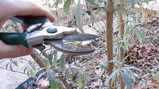 When and How to Prune Butterfly Bushes [upl. by Sorac]