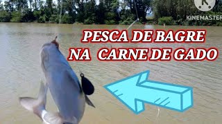 PESCA DE BAGRE COM ISCA RIO ARARANGUÁ [upl. by Winfield532]