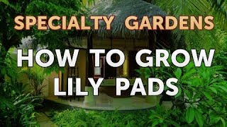 How to Grow Lily Pads [upl. by Liuqa]