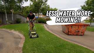 Lawn renovation recovery less watering and transitioning to cylinder mowing [upl. by Yggam719]