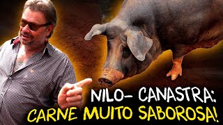 PORCO NILOCANASTRA UMA CARNE ÚNICA E SABOROSA [upl. by Dunning537]