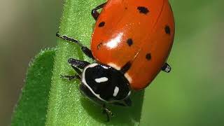 Convergent Lady Beetle Facts You Wont Believe [upl. by Lipski]