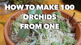 How to Make 100 Orchids From One Without Keiki Paste [upl. by Zellner511]