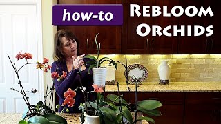 How to Get Your Orchid to Rebloom [upl. by Bertina765]