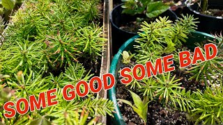 Nordmann fir seedling update [upl. by Joseito467]