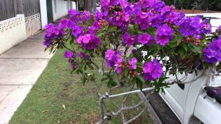 Tibouchina semidecandra flowers  princess flower  lasiandra  glory bushes HD 09 [upl. by Mina446]