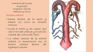 Angiología del Bovino Irrigación del Abdomen [upl. by Ynor]