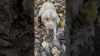 Tartufo bianco d’Alba white truffle [upl. by Sinnaoi]