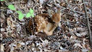 BABY DEER BECOMES 8 POINT BUCK  WATCH HIM GROW [upl. by Leonardi]