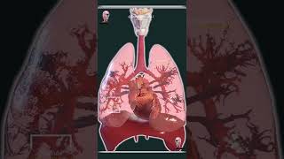 Heart 🫀 and Lung 🫁 of an adult 👨🏻‍⚕️ [upl. by Nyral]