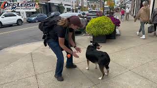 Jango  5 Year Old Australian Kelpie Mix  Best Dog Trainer Cleveland Ohio  Off Leash Obedience [upl. by Treve145]