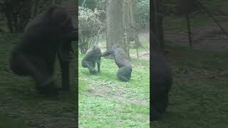 Chimpanzees fighting dirty [upl. by Betta]