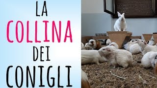 La Collina dei Conigli  Centro di recupero per animali da laboratorio [upl. by Filberto49]