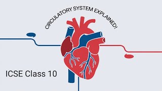 Circulatory System  One Shot  Class 10  Blood Function [upl. by Fawn]