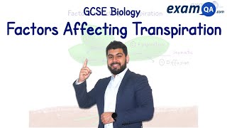 Factors Affecting Transpiration  GCSE Biology [upl. by Antons]