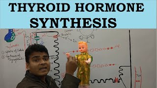 Thyroid Hormone Synthesis  Thyroid Hormone Synthesis Step  Endocrine System  NEET Biology  Hindi [upl. by Ellevehs]