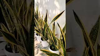 Snake plant ☘️ ytshorts gardening indorplants oxygenproduction naturelovers snakeplantcare [upl. by Sidell789]