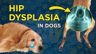 Hip Dysplasia in Dogs  VetVid Dog Care Video [upl. by Aan]