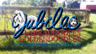 Labradoodles amp Goldendoodles Puppies in Michigan [upl. by Jeffcott]