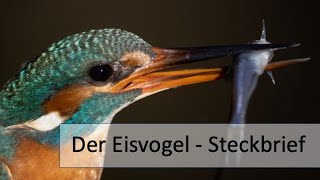 Der Eisvogel  Ein PortraitSteckbrief [upl. by Eelnyl]