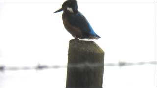 Kingfisher Rutland Water UK [upl. by Akimaj]