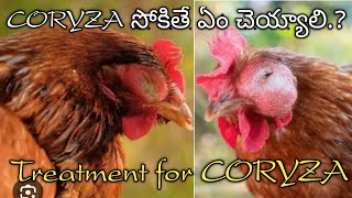 CORYZA సోకిన కోళ్లను కాపాడుకోవడం ఎలా srikakulam 📞7893451288treatment vaccine [upl. by Hulbig]