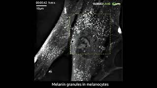 Melanin Granules on the Move in Melanocytes [upl. by Allegna]