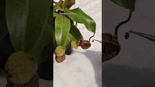 Feeding my Nepenthes a fly 👾 nepenthesplant pitcherplants carnivorousplants nepenthes [upl. by Tiphany]