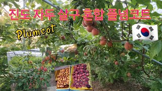 Delicious Plumcot in Jindo  진도 자두 살구 혼합 플넘코트 [upl. by Enillebyam]