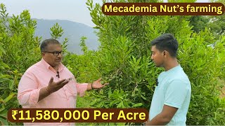 Macadamia Nuts Farming  Earning ₹11580000 Per Acre  3 Year Mecademia Mother Farm Visit Today [upl. by Eiresed]