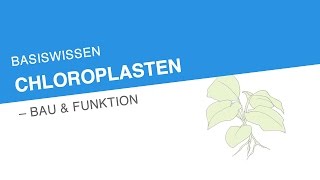 BASISWISSEN CHLOROPLASTEN – BAU FUNKTION  Biologie [upl. by Nawyt]