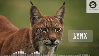 Lynx sounds  Lynx scream at night  Lynx voice  Wild lynx call and sound [upl. by Reviere]