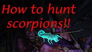 Hunting Bark Scorpions in Phoenix [upl. by Rengia6]