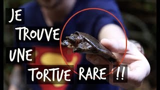 JE TROUVE UNE TORTUE RARE  TOOPET VLOG HERPING THAÏLANDE [upl. by Mclain910]