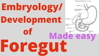 Foregut development Foregut Embryology Correlation with coeliac trunkCoeliac artery and branches [upl. by Elladine489]