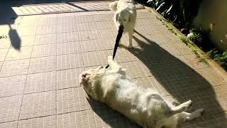 Golden Retrievers playing with a sock [upl. by Erine]