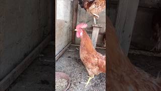 Adorable Rooster Crowing Sounds  Amazing Rooster Crowing Loudly  shorts🐓💕 [upl. by Daly819]