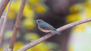 红胁蓝尾鸲 Redflanked Bluetail [upl. by Hulen]