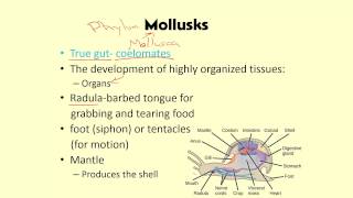 3 4 Mollusks and Worms [upl. by Lehplar]