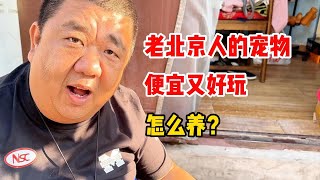 老北京人的鸣虫宠物，便宜又好玩，怎么养才能养好呢？鸣虫 文玩 葫芦 [upl. by Ellehcam946]