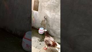 Kabutar ki video viral pigeon short kabutar short pigeon video viral short [upl. by Seravat]