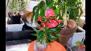 How To Grow and Care for Red Anthurium [upl. by Allistir938]